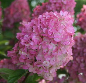 Obraz Hydrangea